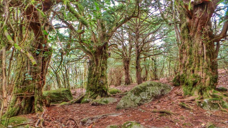 Bosque del Tejedelo