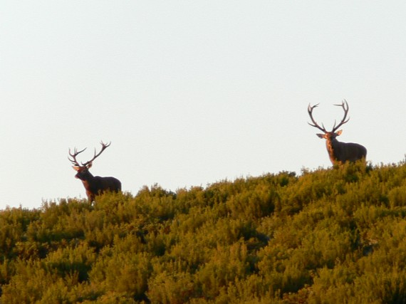 Reserva Regional de Caza Sierra de la Culebra